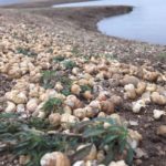 Sea shells on lake